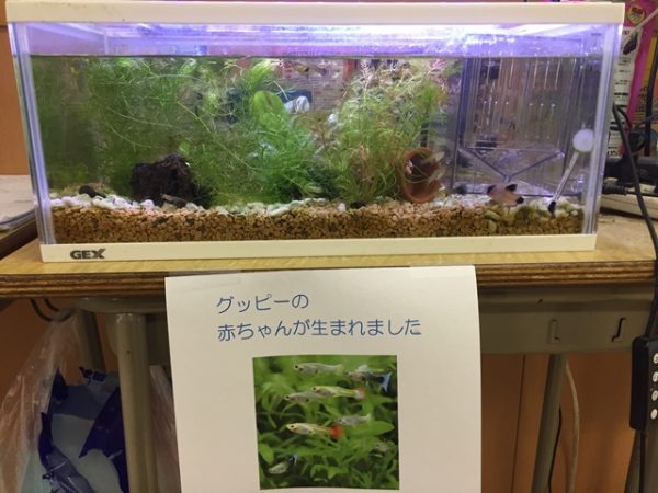 グッピーの赤ちゃんが誕生しました 神奈川校 日々輝学園高等学校