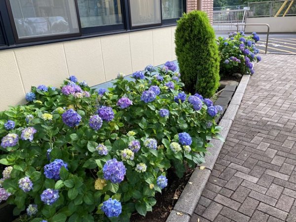 アジサイが満開です 神奈川校 日々輝学園高等学校
