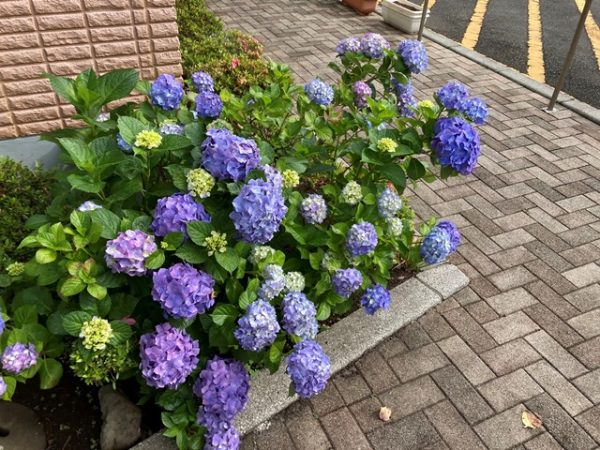 アジサイが満開です 神奈川校 日々輝学園高等学校